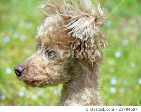 Blowin 'in the wind Blowin 'in the wind 23794687