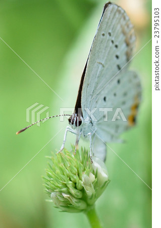 Swallowfish Swallowfish 23795103