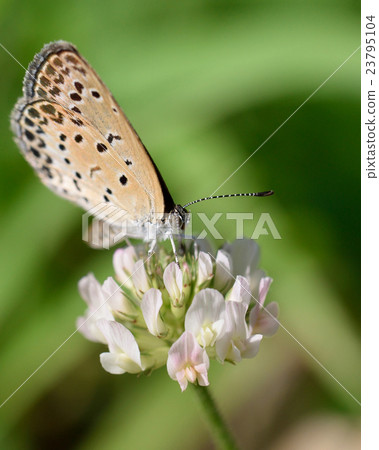 Yamato Shizimi 23795104