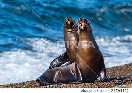 Stock Photo: sea lion on the beach in Patagonia while roaring