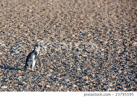 newborn baby Patagonia penguin close up portrait 23795595