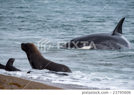 Orca attack a seal on the beach 23795606