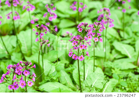 粳稻報春 23796247