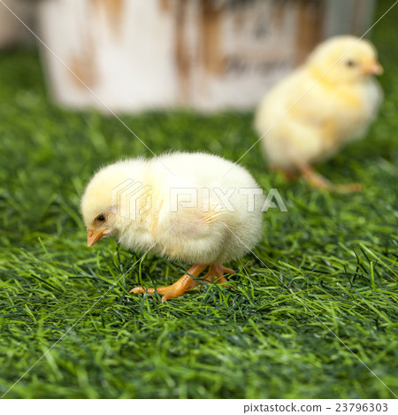 One little yellow chick walking on the lawn. 23796303