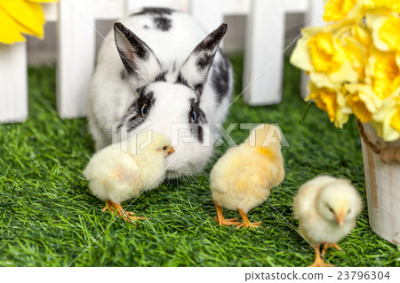 Black and white rabbit with small chicken Black and white rabbit with small chicken 23796304
