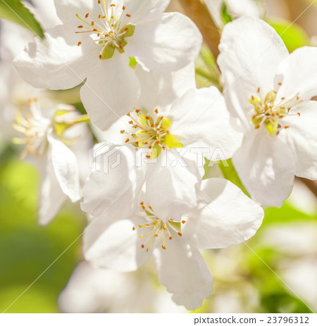 Blossom apple tree. White spring flowers closeup Blossom apple tree. White spring flowers closeup 23796312