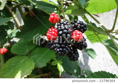 Tree strawberry strawberries Tree strawberry strawberries 23796364