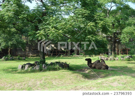 Grassland camel Grassland camel 23796393