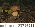 Boletus edulis in the forest. Edible mushroom 23796511
