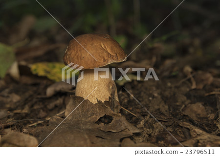 Boletus edulis in the forest. Edible mushroom Boletus edulis in the forest. Edible mushroom 23796511