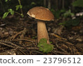 Boletus edulis in the forest. Edible mushroom 23796512