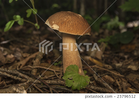Boletus edulis in the forest. Edible mushroom Boletus edulis in the forest. Edible mushroom 23796512