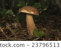 Boletus edulis in the forest. Edible mushroom 23796513