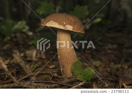 Boletus edulis in the forest. Edible mushroom Boletus edulis in the forest. Edible mushroom 23796513