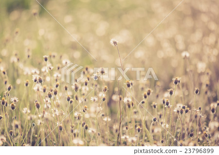 Grass swaying 23796899