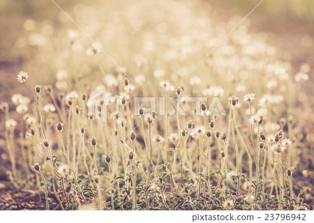 Grass swaying 23796942