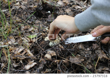 Cutting agaric mushrooms in the forest 20114 23797318