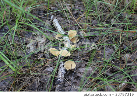 Few toadstool on birches in forest 20130 23797319