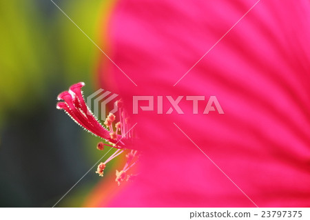 Pink flower which grew lively fantastically in the morning sunshine (Titan Bikasu) Pink flower which grew lively fantastically in the morning sunshine (Titan Bikasu) 23797375