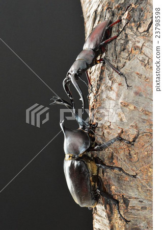 在國內甲蟲的戰鬥對國內看見了在黑背景的棕櫚樹黑樹 23798598