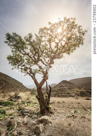 Frankincense tree 23798802