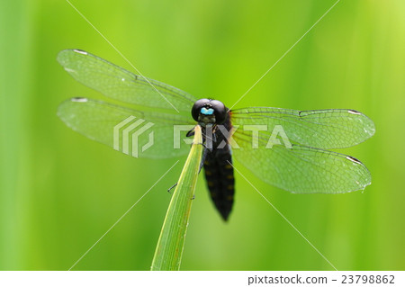 Habaro Tombo (male) 23798862
