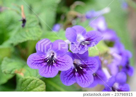 Streptocarpus 23798915