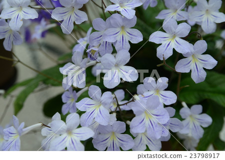 鏈黴菌車路徑 鏈黴菌車路徑 23798917