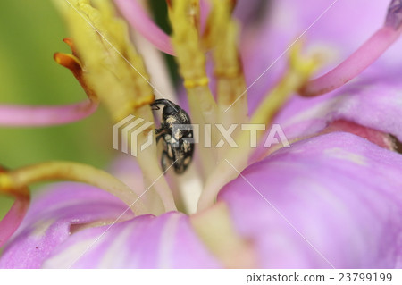 生物昆蟲沖繩Kiboshi豆象鼻蟲,山中的山脈。我有點厭倦了沒人的花② 生物昆蟲沖繩Kiboshi豆象鼻蟲,山中的山脈。我有點厭倦了沒人的花② 23799199