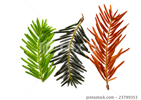 pine-tree background 23799353