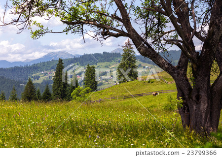 tree on a hill 23799366