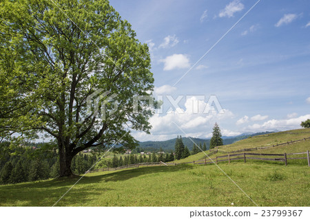 tree on a hill 23799367