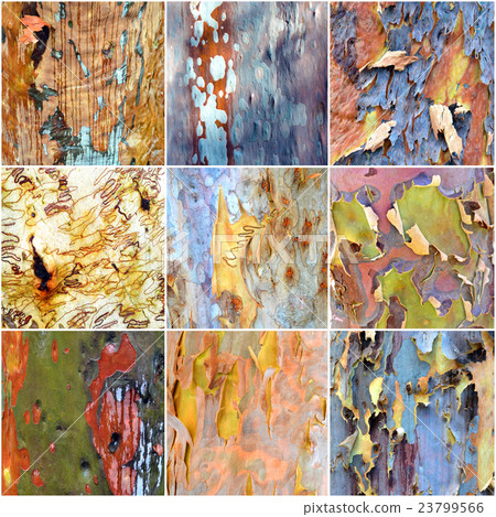 Collage of colorful Australian gumtree bark Collage of colorful Australian gumtree bark 23799566