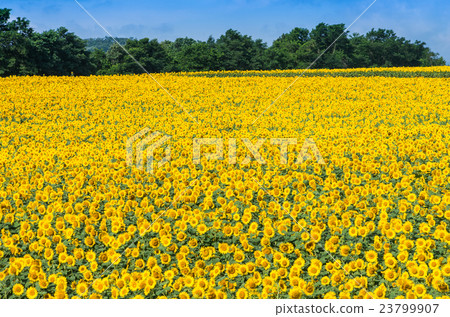 sunflower sunflower 23799907