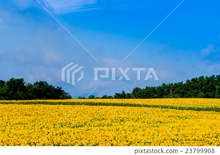sunflower	 23799908