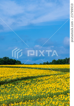 sunflower	 23799910