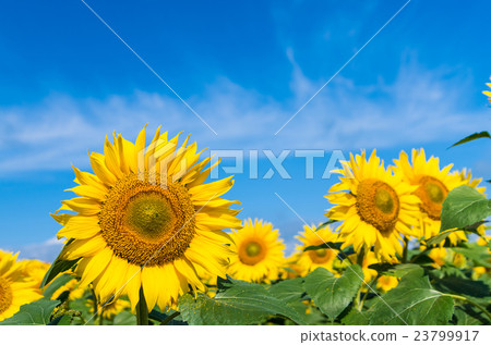 sunflower	 23799917