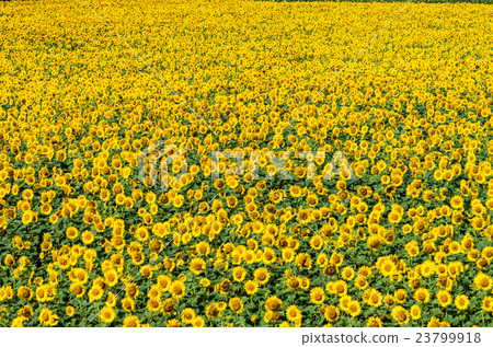 sunflower	 23799918