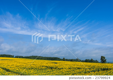 sunflower sunflower 23799924