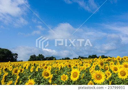 sunflower sunflower 23799931