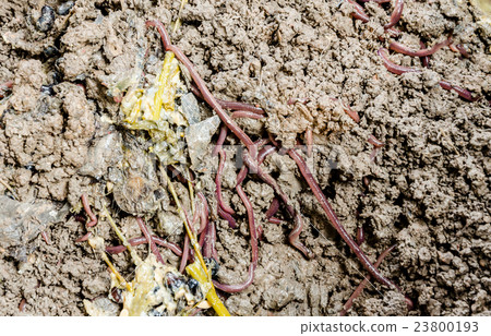 Group of earthworms 23800193