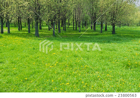 Meadow with dandelions 23800563