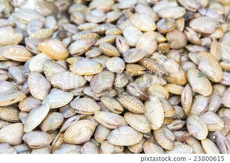 fresh paphia undulata. 23800615