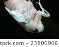 Emergence of cicada 23800906