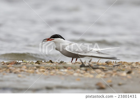Common tern (Sterna hirundo) 23801431