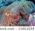 小丑anemonefish 23801694