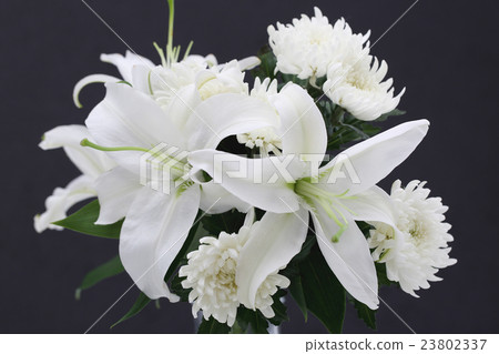 Yuri and chrysanthemum 23802337