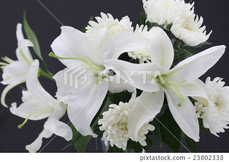 Yuri and chrysanthemum 23802338