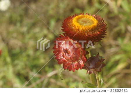 蠟菊 蠟菊 23802481