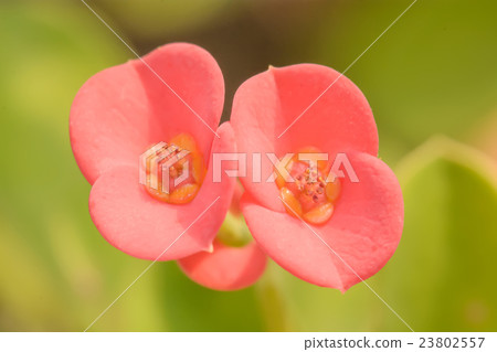 Euphorbia milii or crown of thorns or Christ plant Euphorbia milii or crown of thorns or Christ plant 23802557